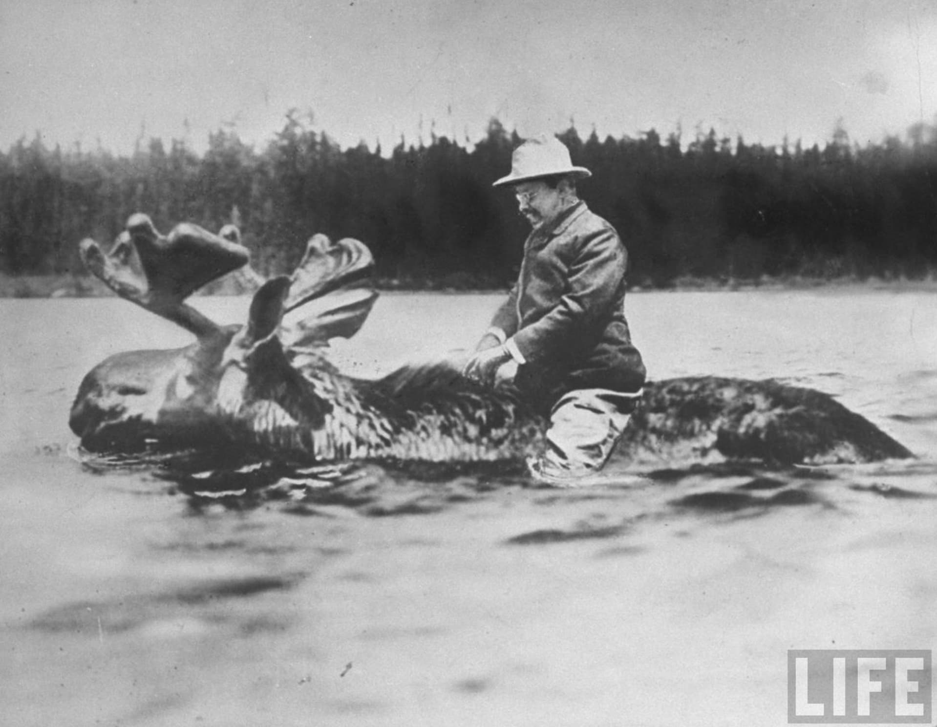 teddy roosevelt riding a moose poster - Life